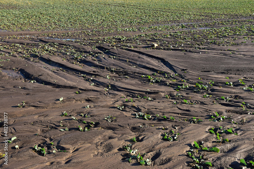Photo Soil erosion agriculture damage on field plants