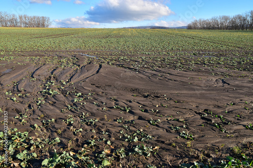 Field erosion agriculture damage on soil and plants Fototapeta