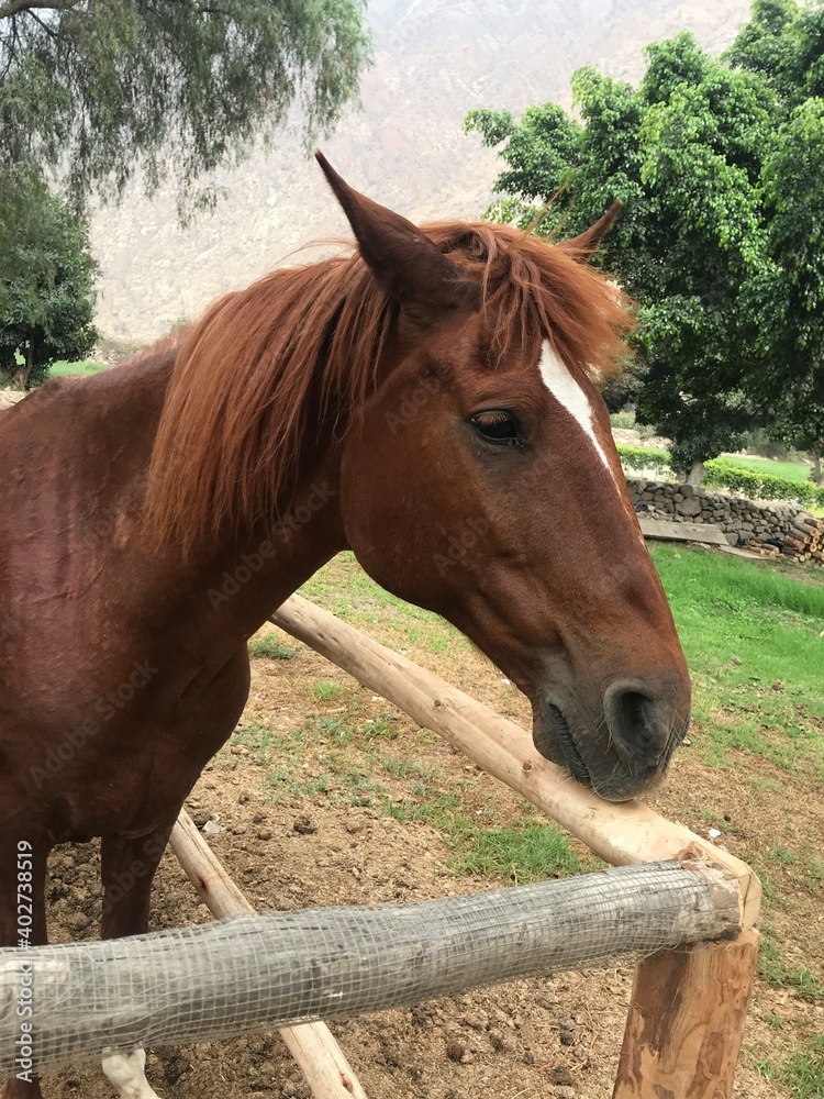 CABALLO - CANTA CABALLO - CANTA