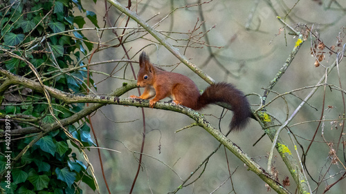 squirrel on a tree © LDC