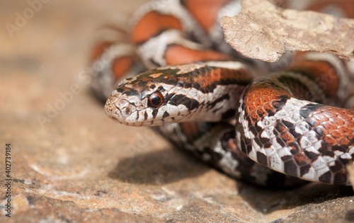 Juvenile Eastern Milk snake head and eye macro portrait
