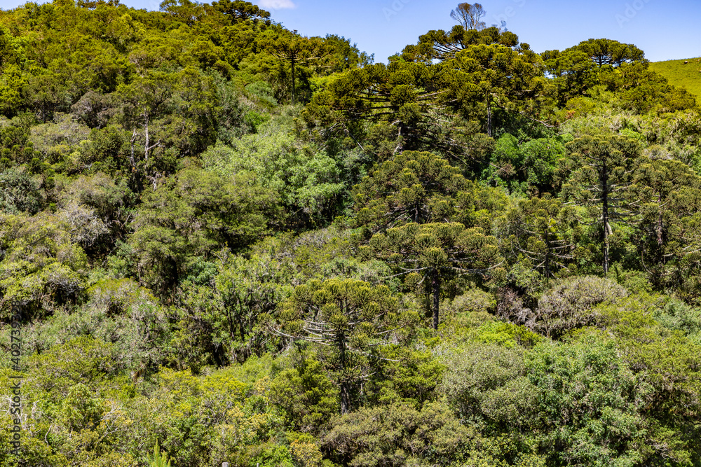 Araucaria forest