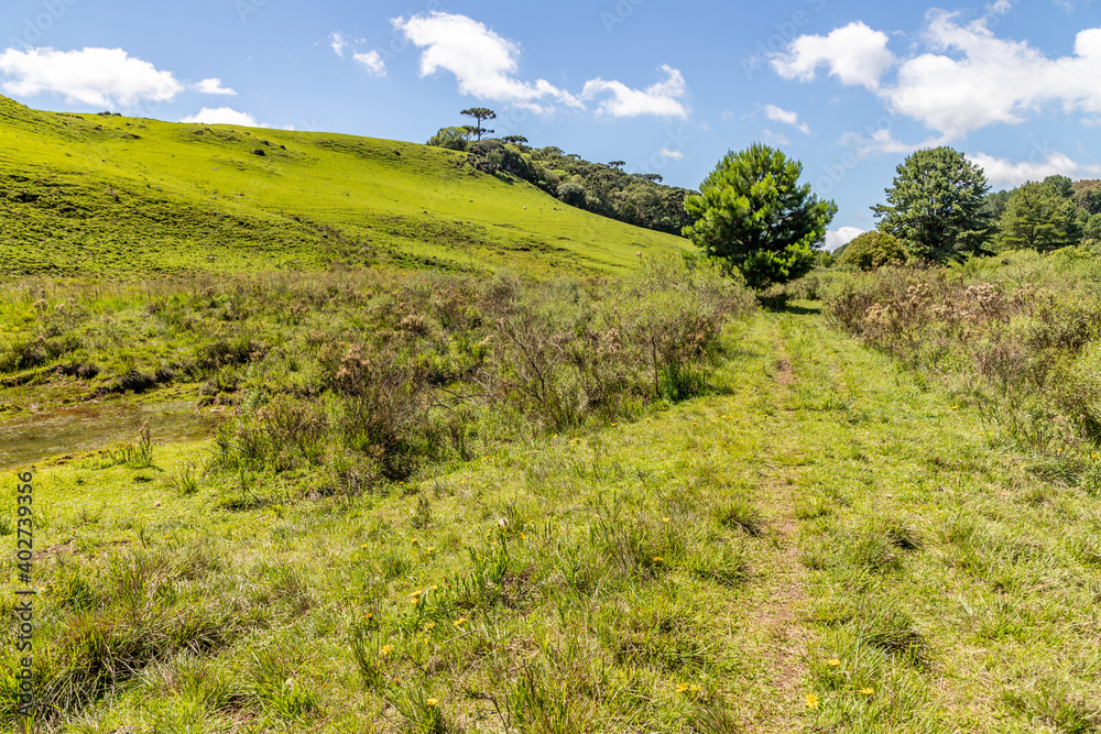 Farm field with Araucaria forest Farm field with Araucaria forest