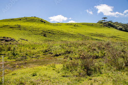 Farm field with stream, flowers, plants and Araucaria forest