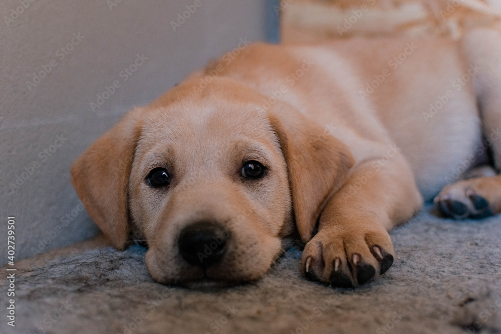 Fototapeta golden retriever puppy
