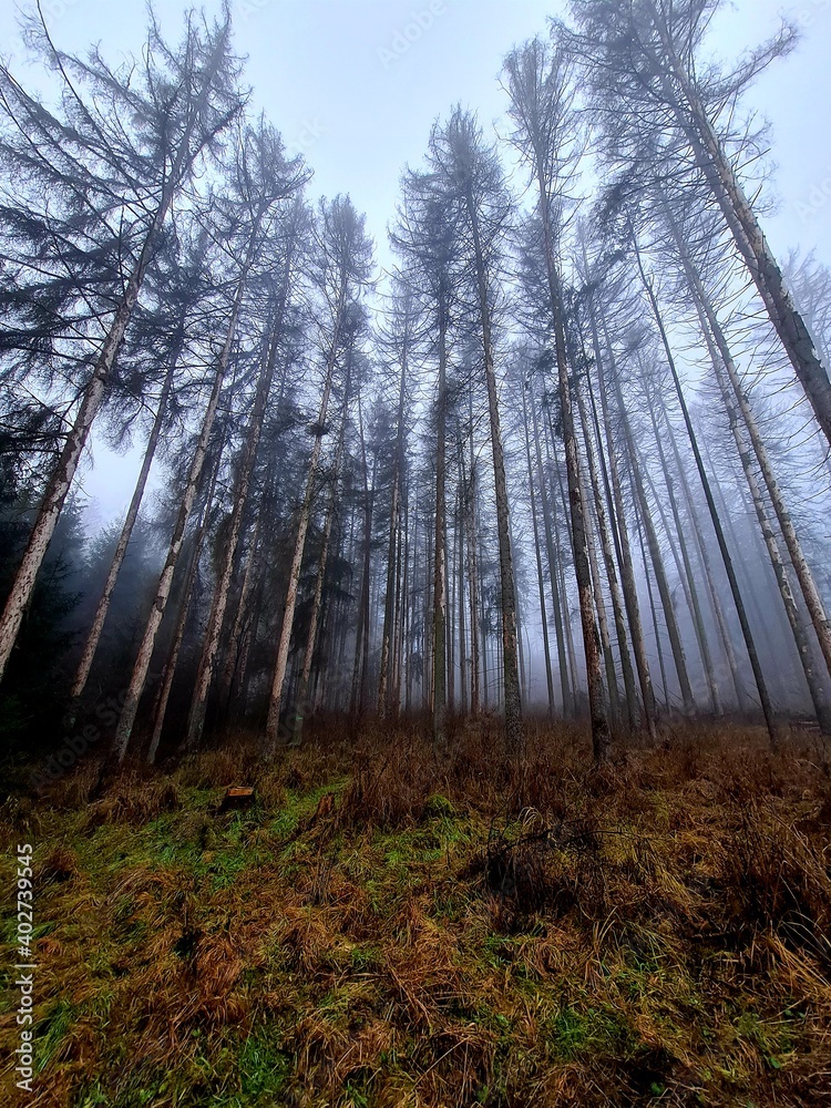 Obraz premium Bäume