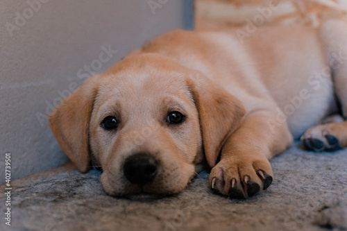 golden retriever puppy © Bia