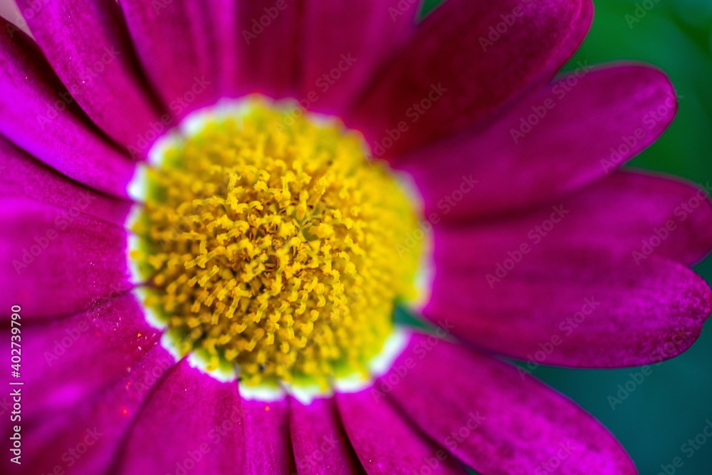 close up of flower