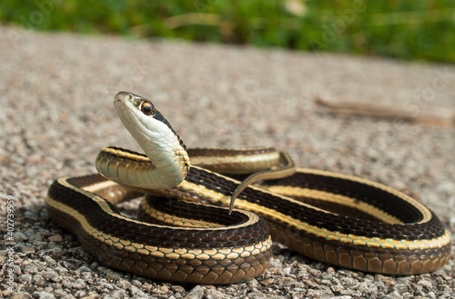 Eastern ribbon snake macro portrait posing on road