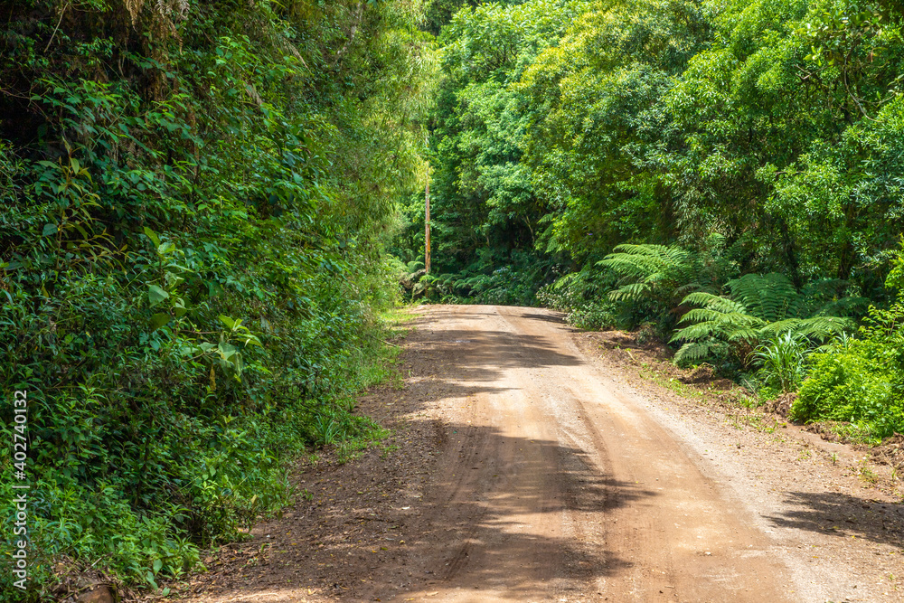 Dirty road and forest in Morro do Xaxim mountain