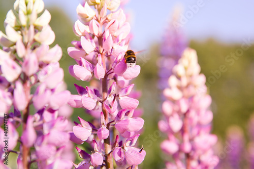 bumble bee flying around violet lupine blossoms