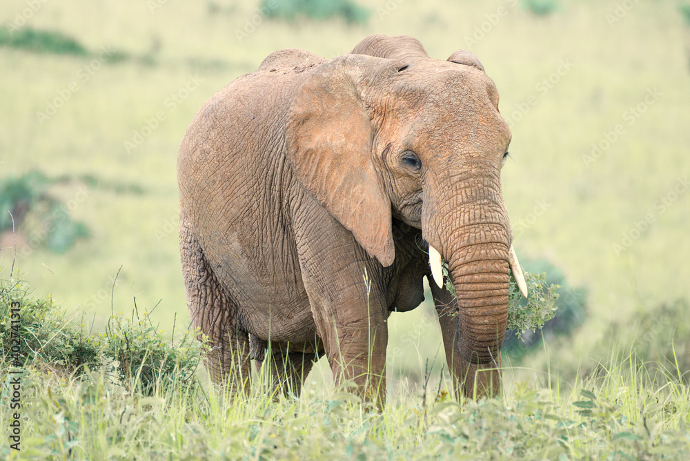 Obraz premium An elephant in uganda 