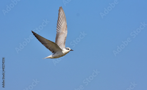 Tern, sea Gull at flight © Emad
