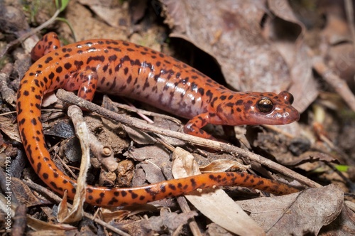 Beautiful vibrant large adult orange spotted Cave salamander macro portrait