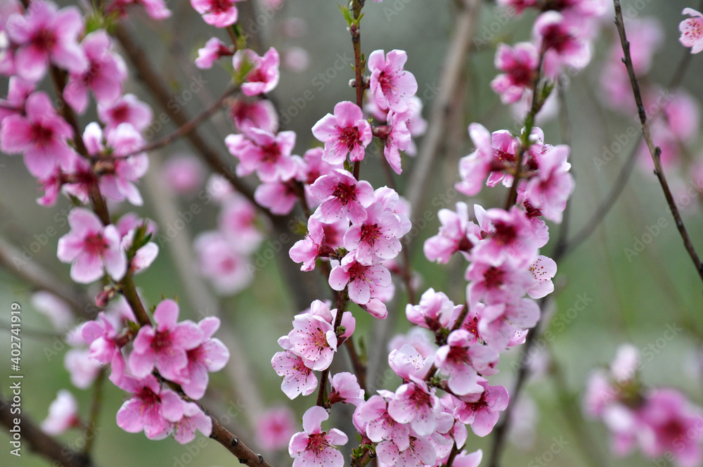 A peach blossoms on a tree branch A peach blossoms on a tree branch