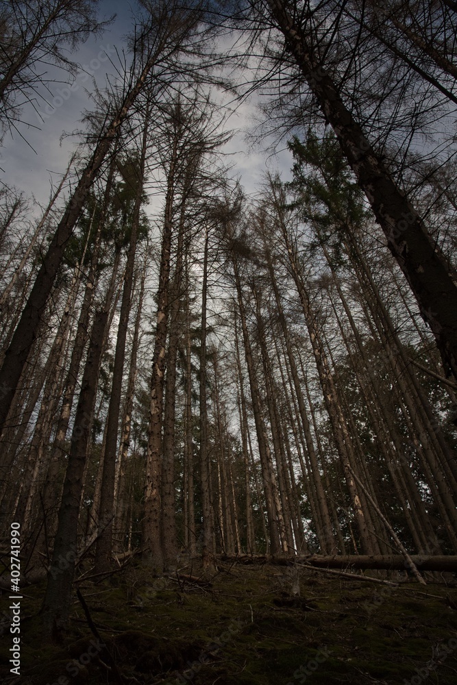 Nadelwald Nadelwald