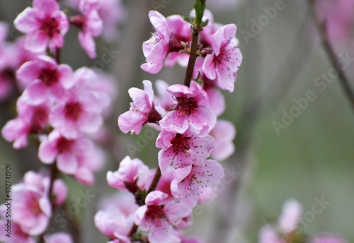 A peach blossoms on a tree branch