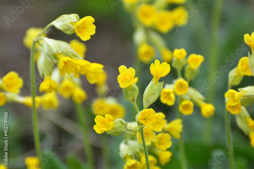 In spring, primrose (Primula veris) blooms in nature