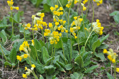 Fotografía In spring, primrose (Primula veris) blooms in nature