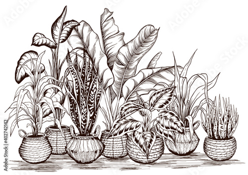 Arrangement of tropical house plants