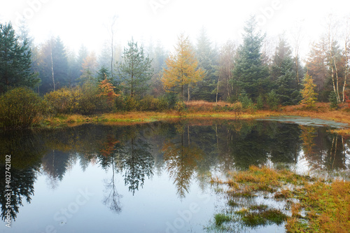  Peaceful morning in the forest with mist between trees and reflections in the calm water 