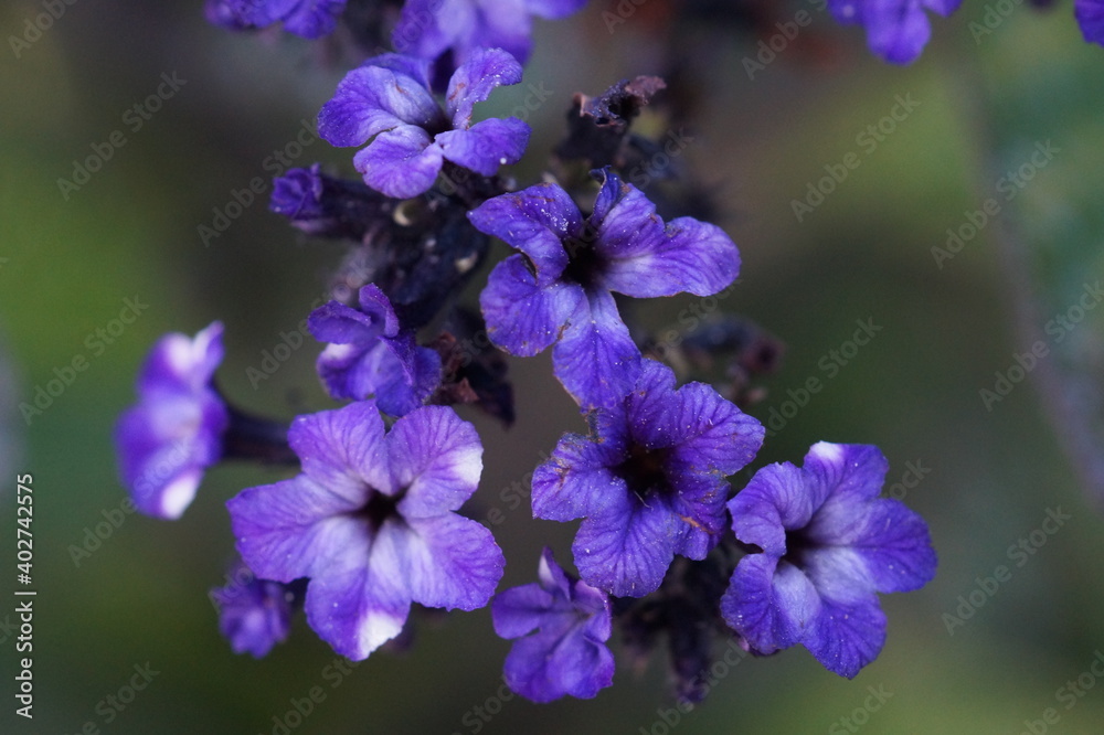 macro: purple flower
