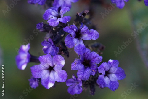 macro: purple flower