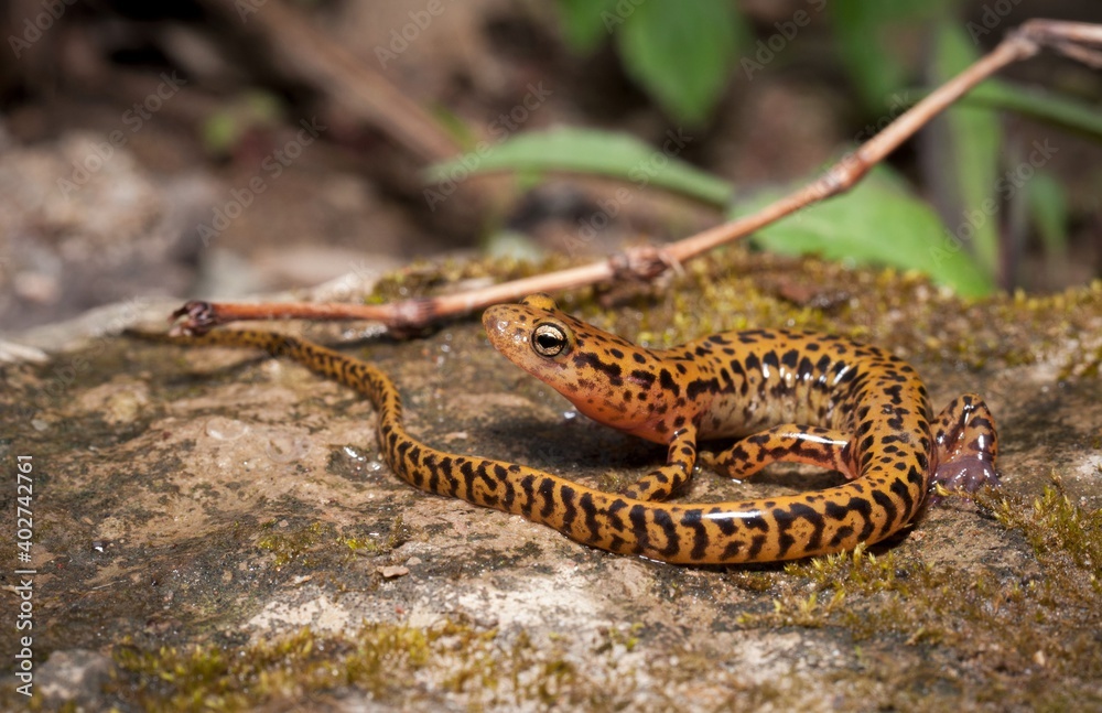 Obraz premium Long-tailed salamander macro portrait on rock