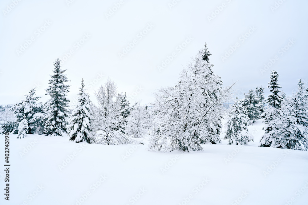 Cross country skiing in the mountains. Family activity. Cross country skiing in the mountains. Family activity.