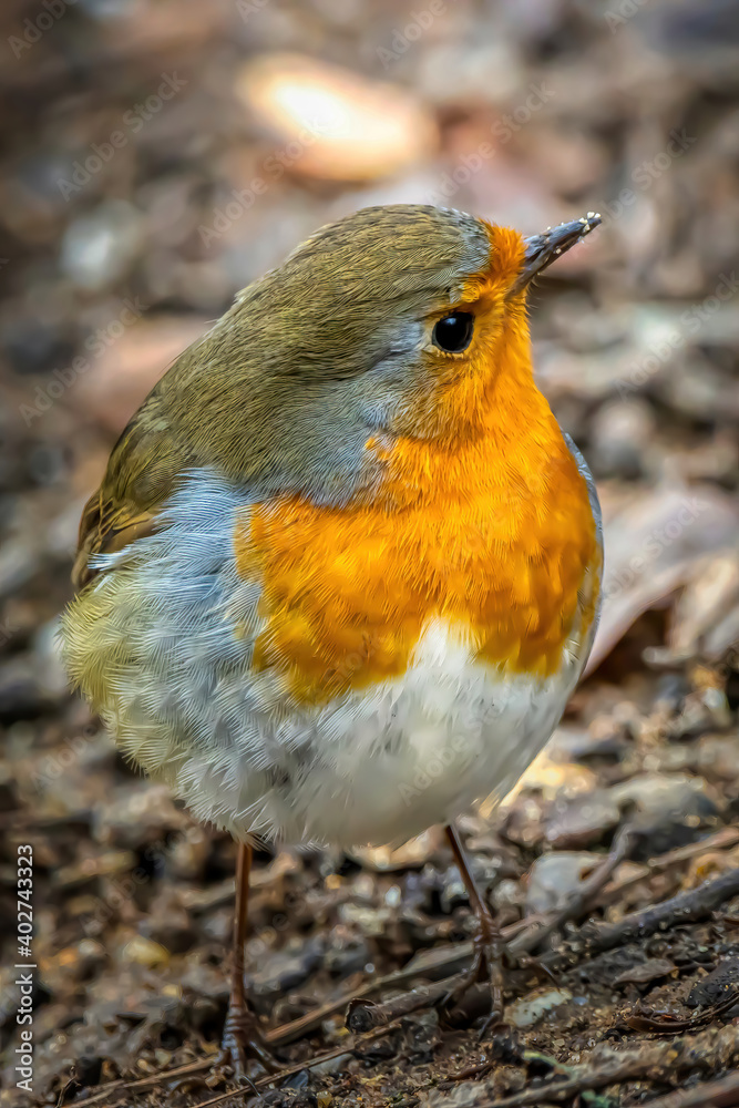 Fototapeta premium A robin songbird looking for food in winter.