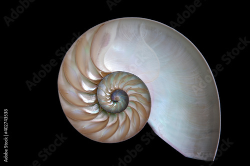 nautilus shell