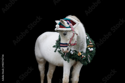 Obraz na plátně Welsh Pony mit Weihnachtsoutfit