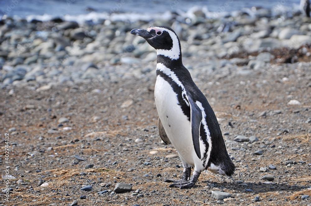 Naklejka premium Magellanic penguin on the shores of the Magdalena Island, during a sunny day.