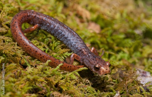Four-toed salamander macro portrait on green moss