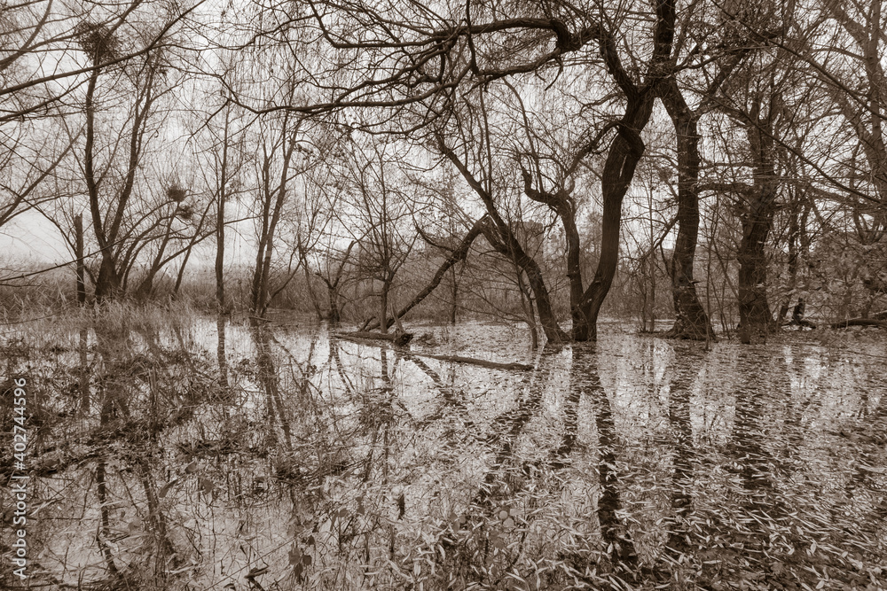 Eery dark winter forest in water Eery dark winter forest in water