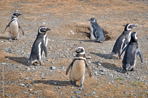 Colony of Magellanic penguins on the shores of the Magdalena Island, during a sunny day.