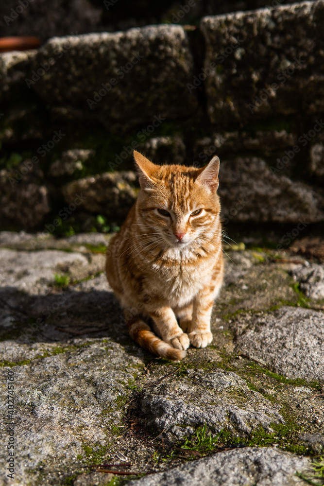 Photo of a beautiful orange cat sitting on a street during a sunny day Photo of a beautiful orange cat sitting on a street during a sunny day