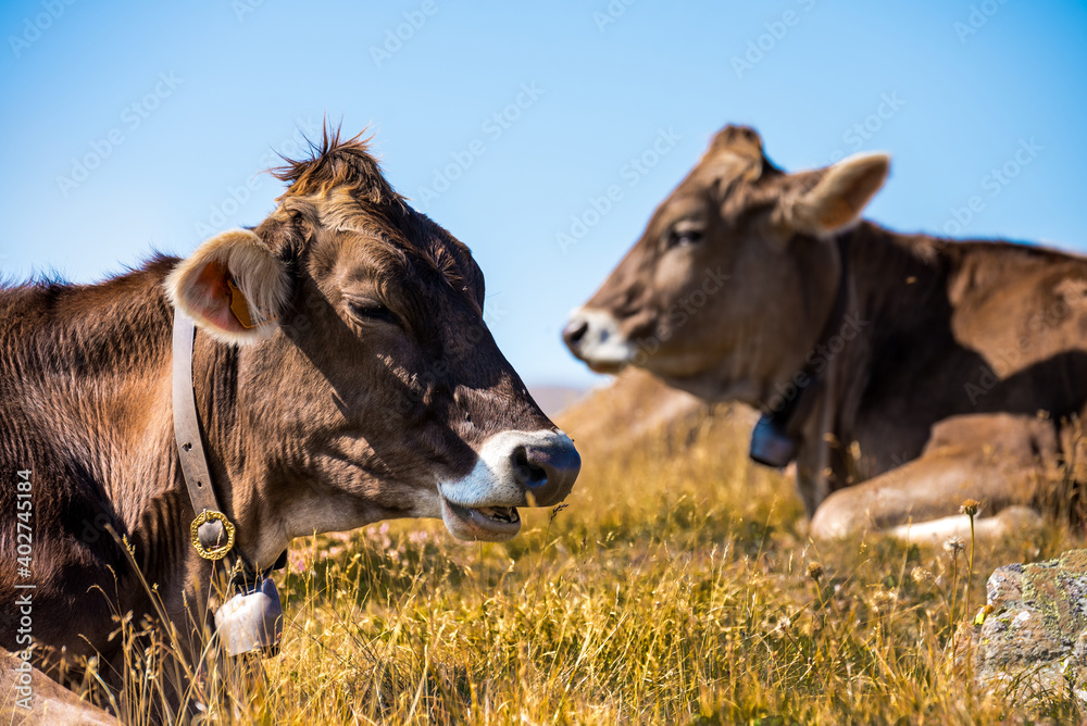 Fototapeta premium Closeup of two lying brown cows in a meadow