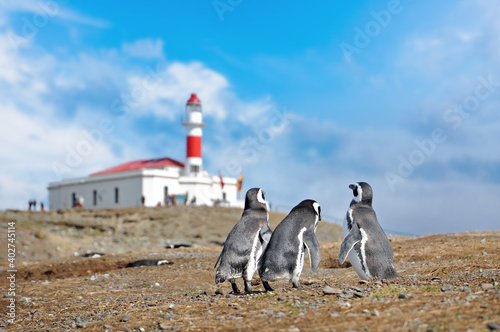 Magellanic penguins on the shores of the Magdalena Island, in front of a red lighthouse, during a sunny day with a blue sky.