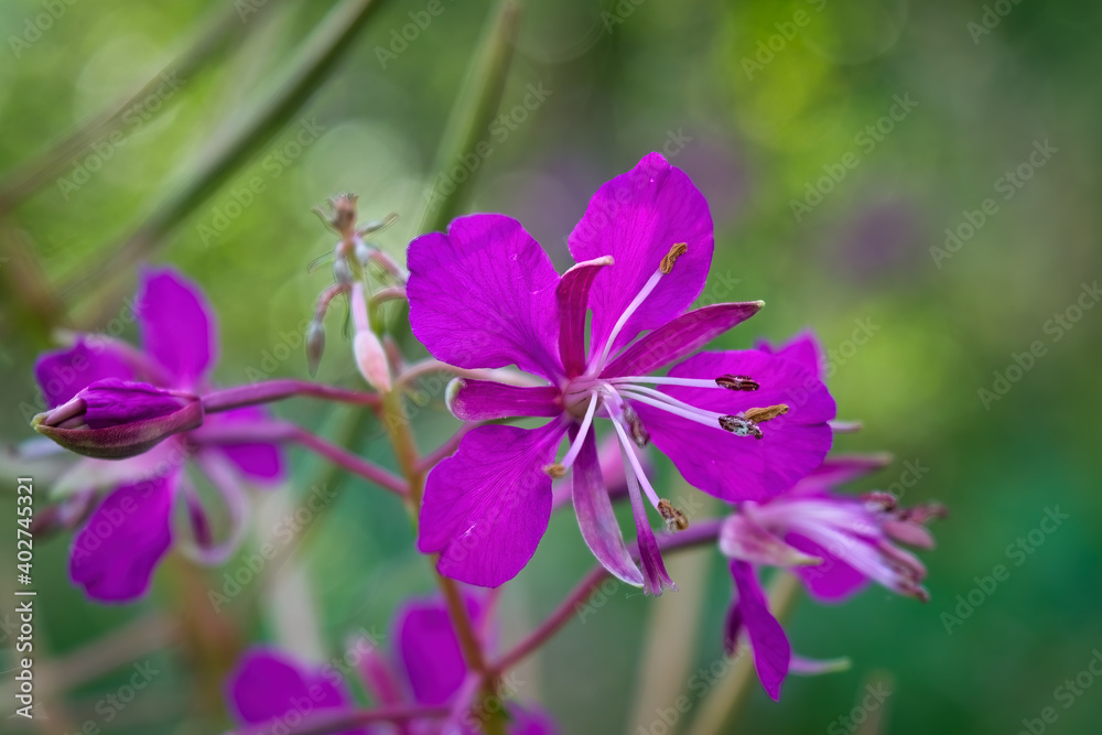 Fireweed flowers. Wonderful magenta flowers of a fireweed. Fireweed flowers. Wonderful magenta flowers of a fireweed.