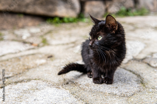 Photo of a small and beautiful black cat sitting on the street. Green eyes