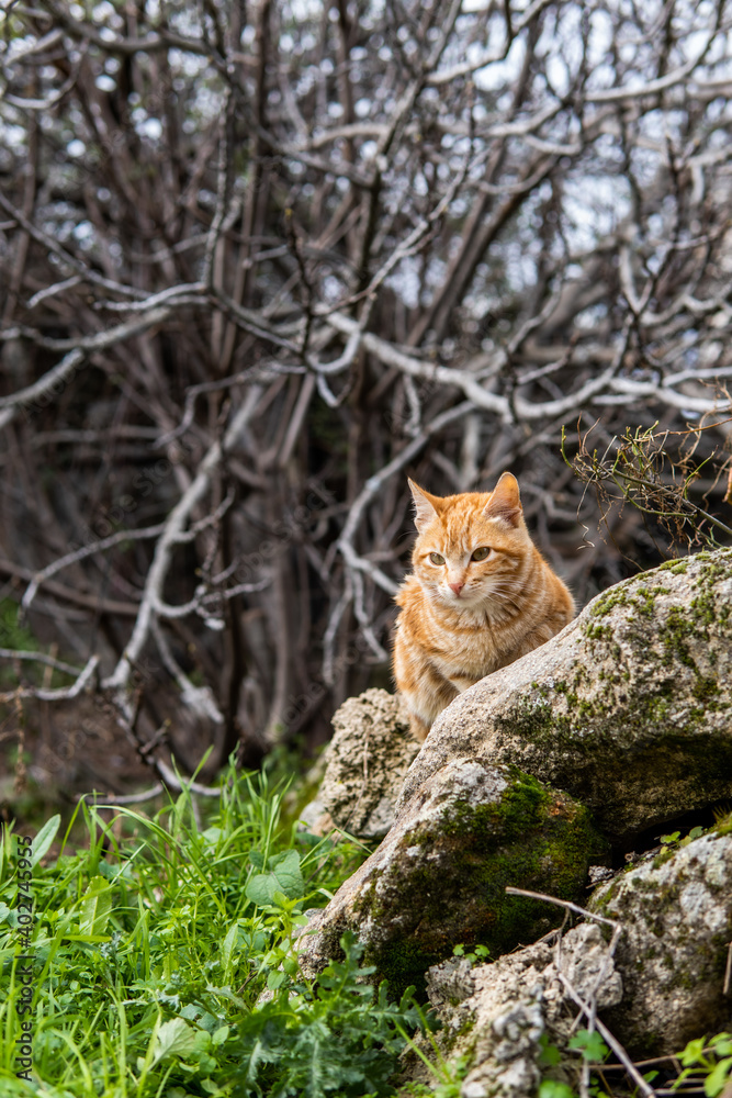 Fototapeta premium Photo of a beautiful orange cat sitting on a street during a sunny day