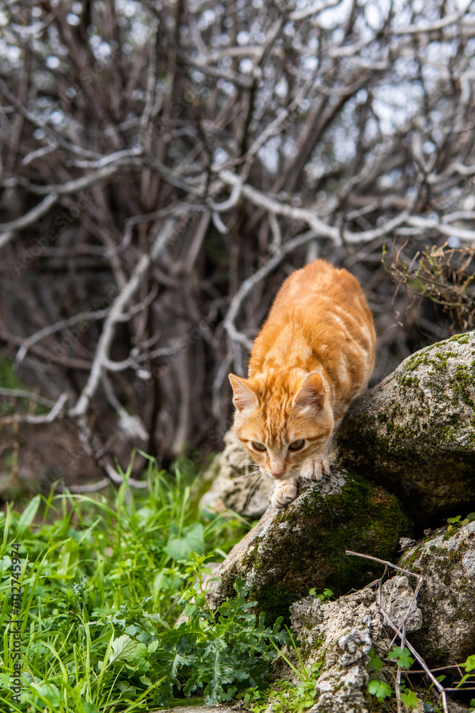 Photo of a beautiful orange cat sitting on a street during a sunny day Photo of a beautiful orange cat sitting on a street during a sunny day