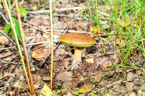 Forest edible mushroom with brown cap in the green moss