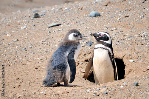 Couple of Magellanic penguins in their nest on the shores of the Magdalena Island, during a sunny day.