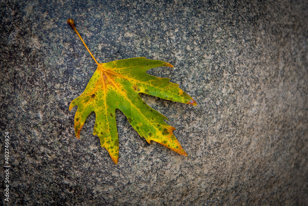 Single yellow dry maple leaf on the ground in autumn Single yellow dry maple leaf on the ground in autumn