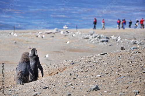 Magellanic penguins watching tourists on the shores of the Magdalena Island, surrounded by blue waters, during a sunny day.