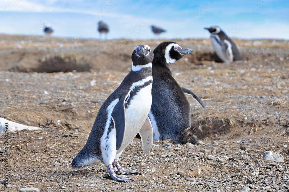 Fototapeta premium Magellanic penguins on the shores of the Magdalena Island, during a sunny day with a blue sky covered by white clouds.