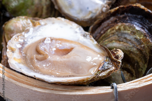 Fresh raw European flat oyster grown in Brittany in Belon river, France