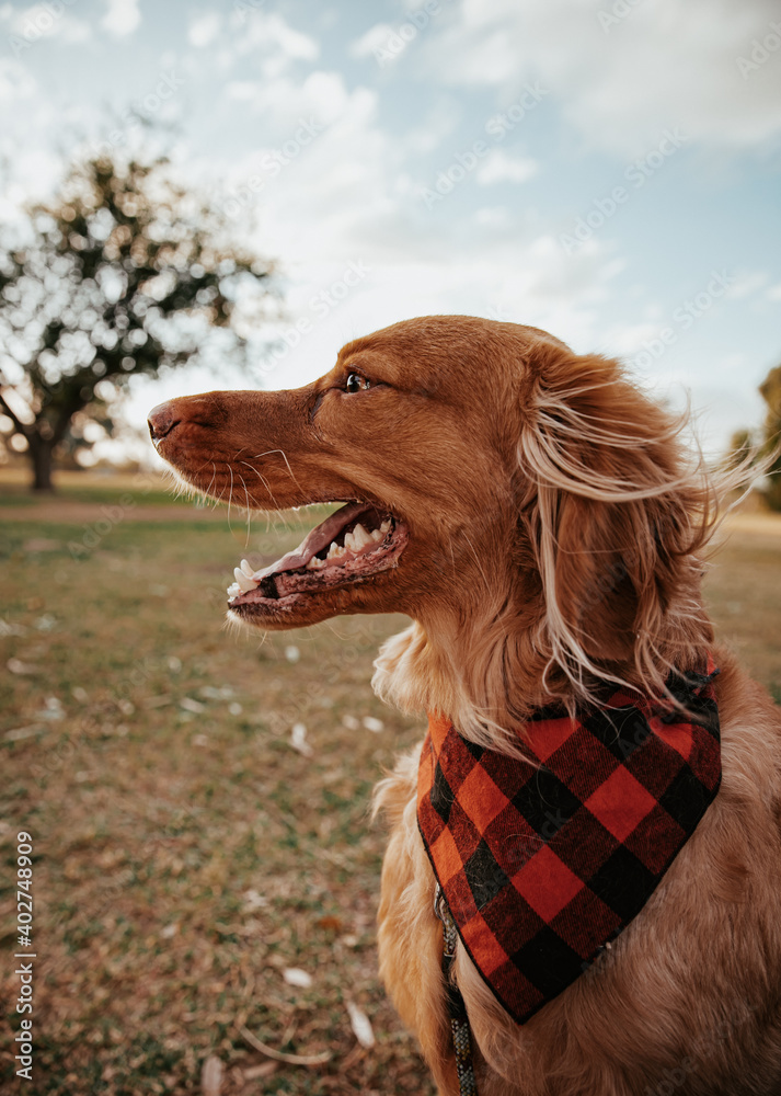 Golden Retriever in the Fall Golden Retriever in the Fall